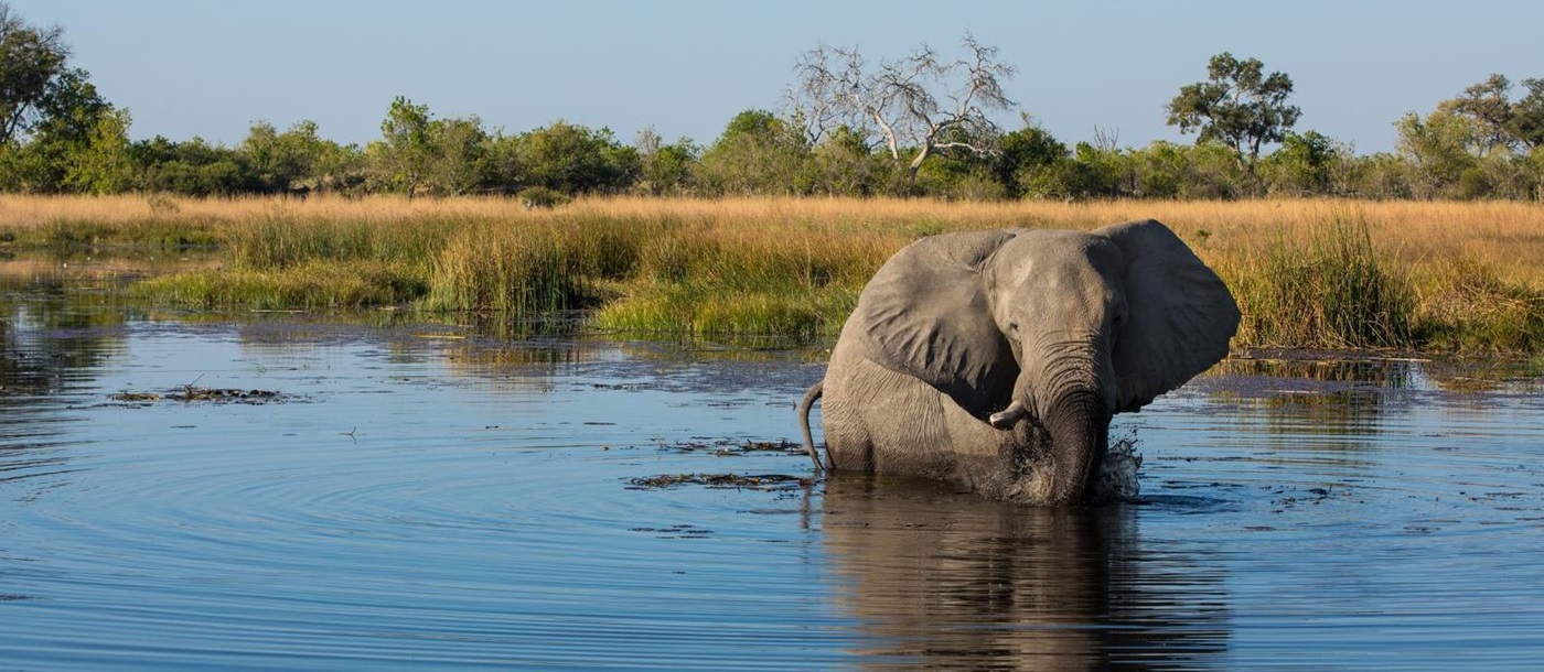 An Elephant spotted on the grounds of Selinda Camp in the Selinda Reserve in Botswana