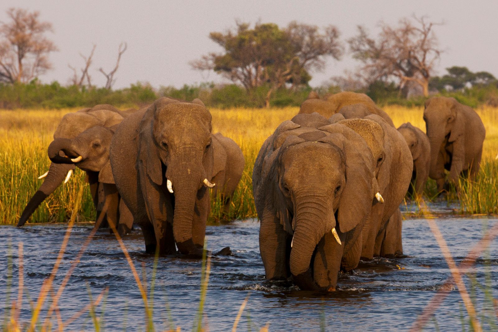 Elephants spotted on the grounds of Selinda Camp in the Selinda Reserve in Botswana