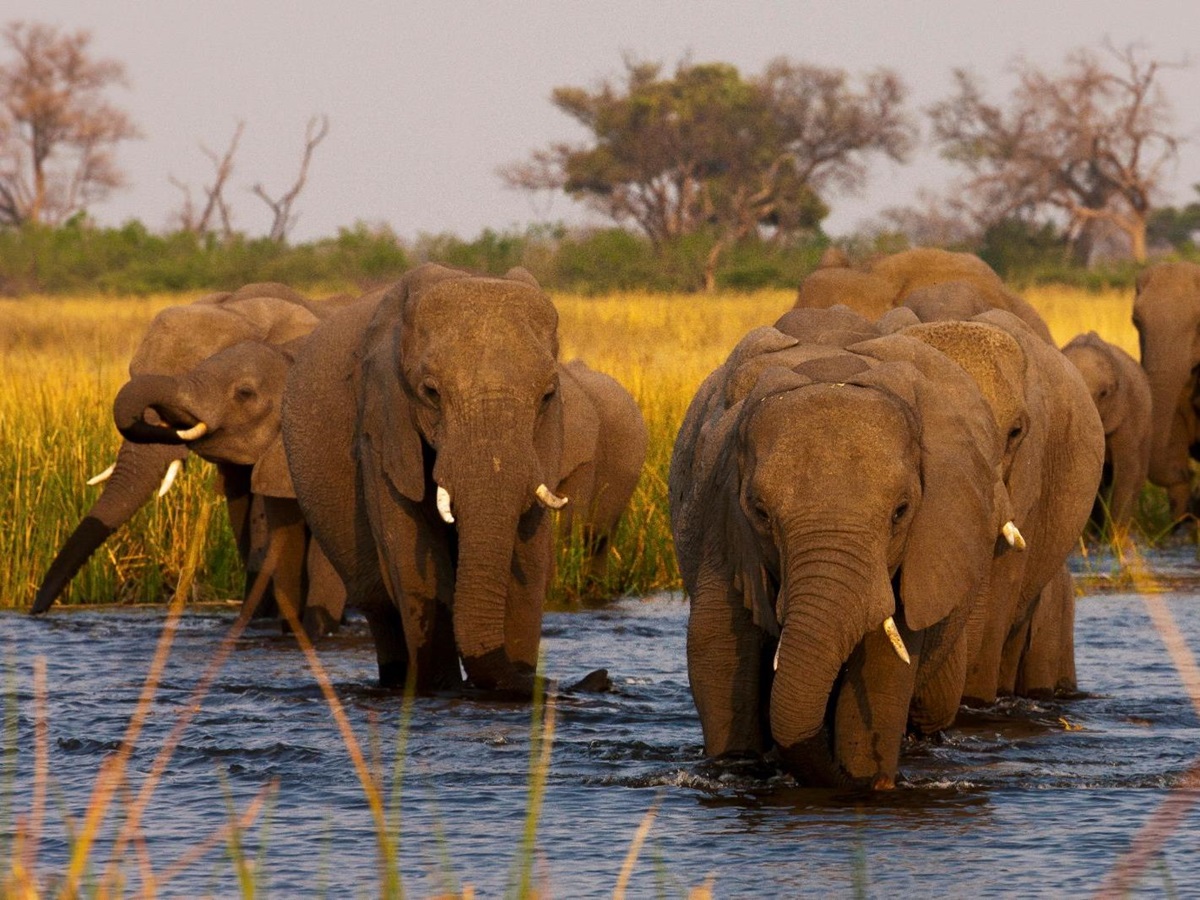 Elephants spotted on the grounds of Selinda Camp in the Selinda Reserve in Botswana