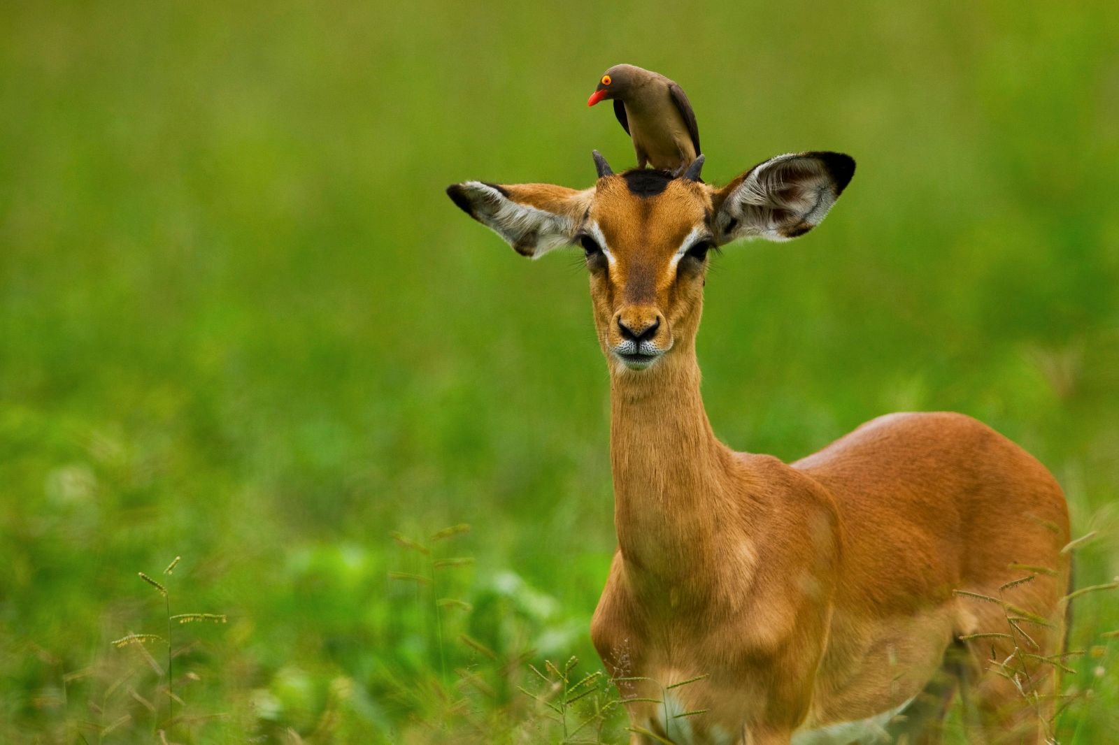 Gazelle spotted on the grounds of Selinda Camp in the Selinda Reserve in Botswana