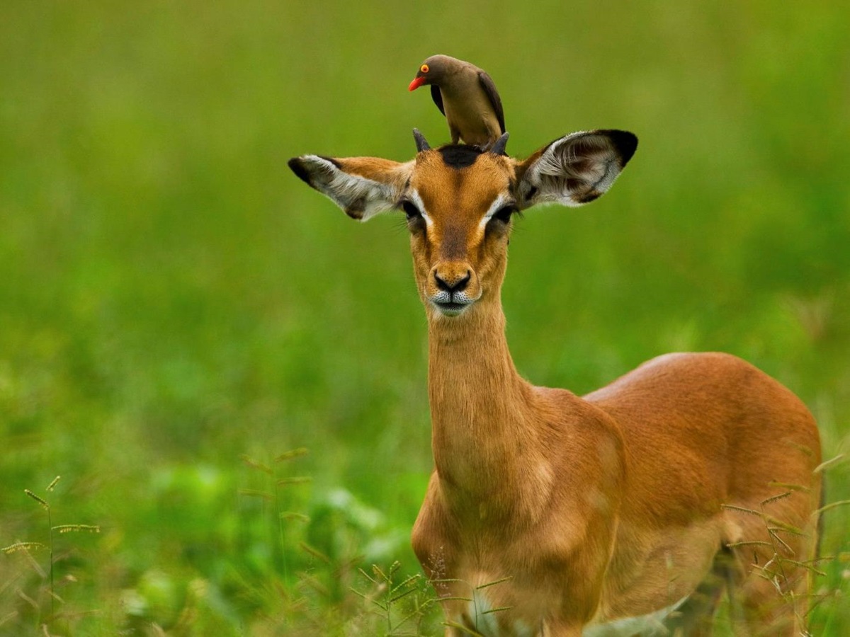 Gazelle spotted on the grounds of Selinda Camp in the Selinda Reserve in Botswana