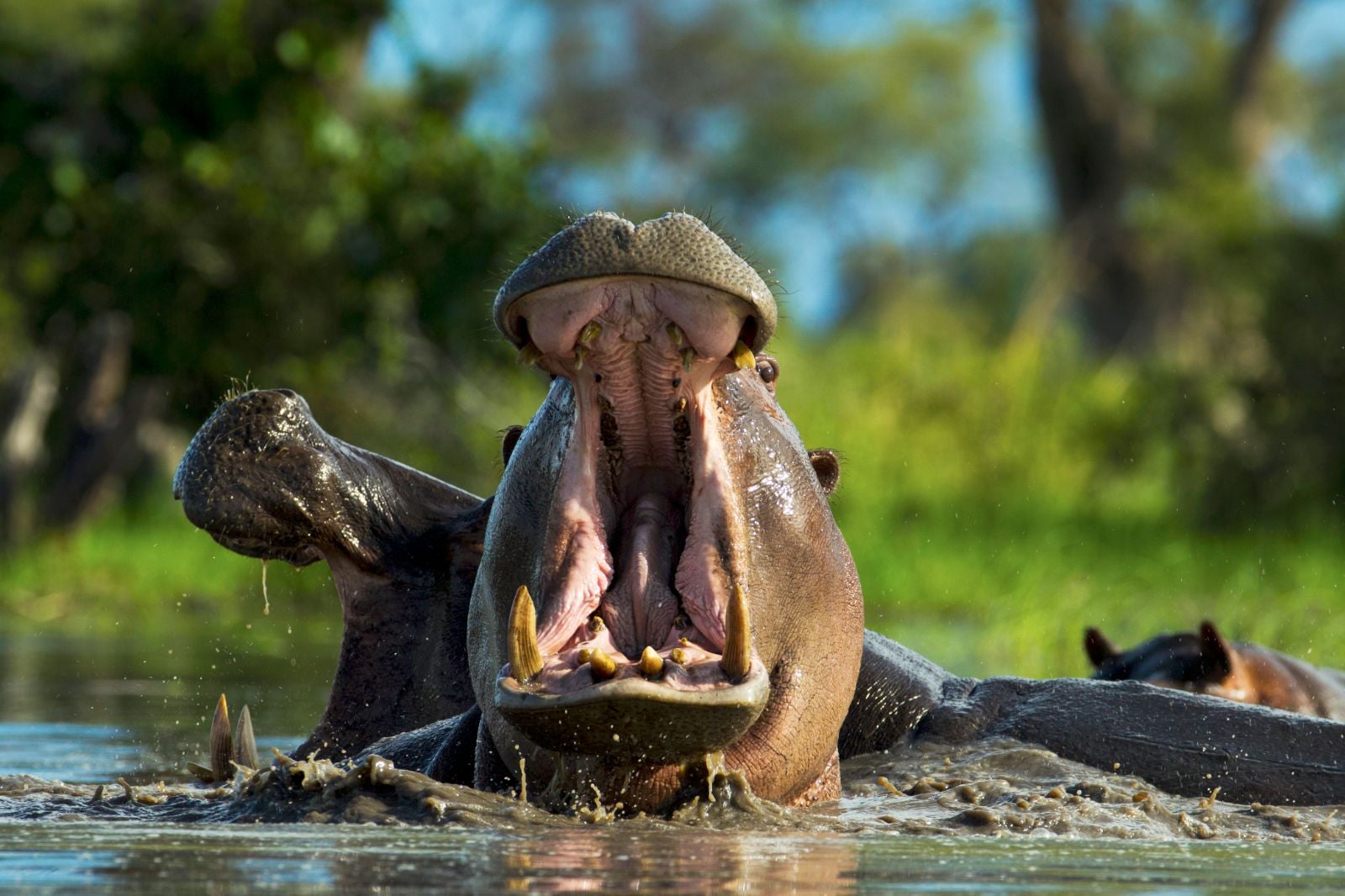 Hippos on the grounds of Selinda Camp in the Selinda Reserve in Botswana