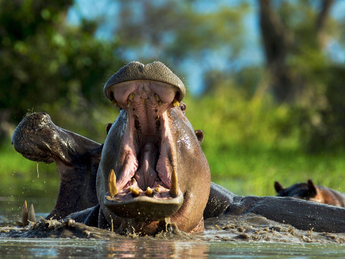 Hippos on the grounds of Selinda Camp in the Selinda Reserve in Botswana