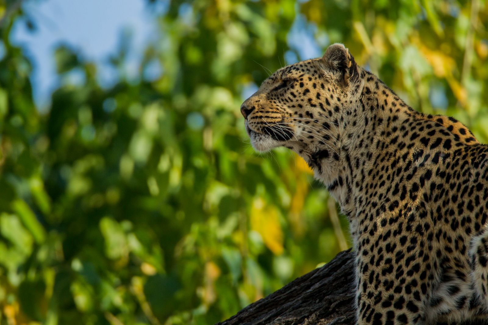 A leopard on the grounds of Selinda Camp in the Selinda Reserve in Botswana