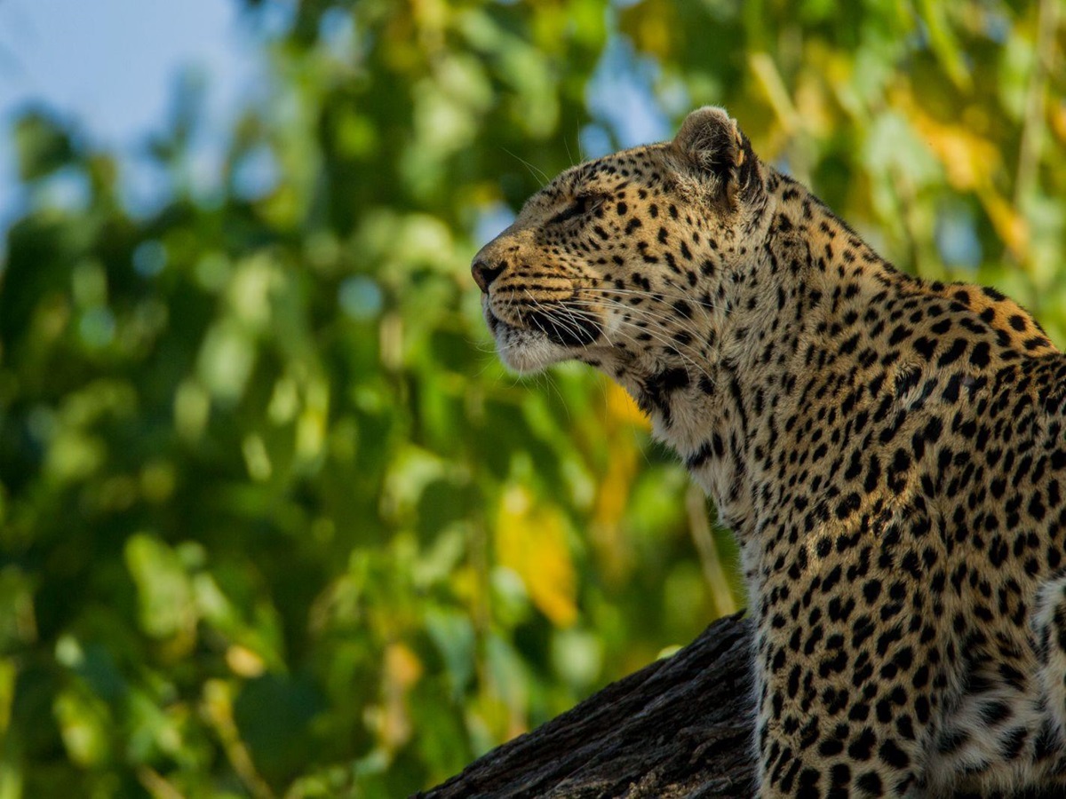 A leopard on the grounds of Selinda Camp in the Selinda Reserve in Botswana