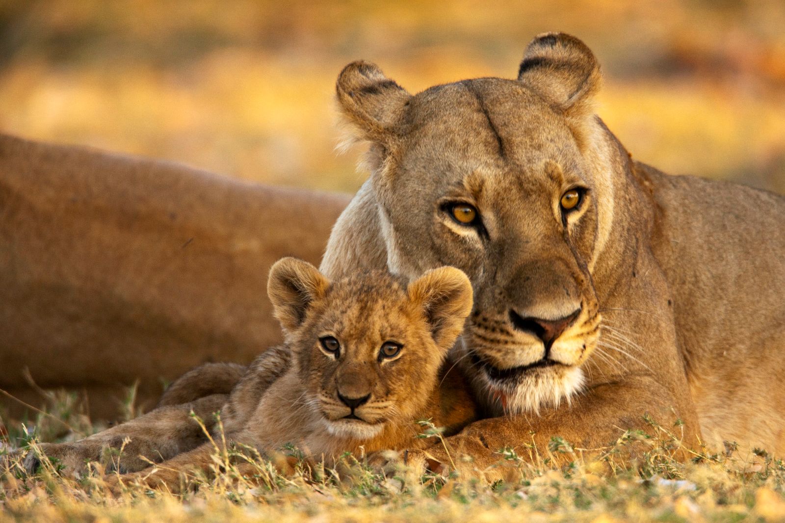 Lioness and cub on the grounds of Selinda Camp in the Selinda Reserve in Botswana