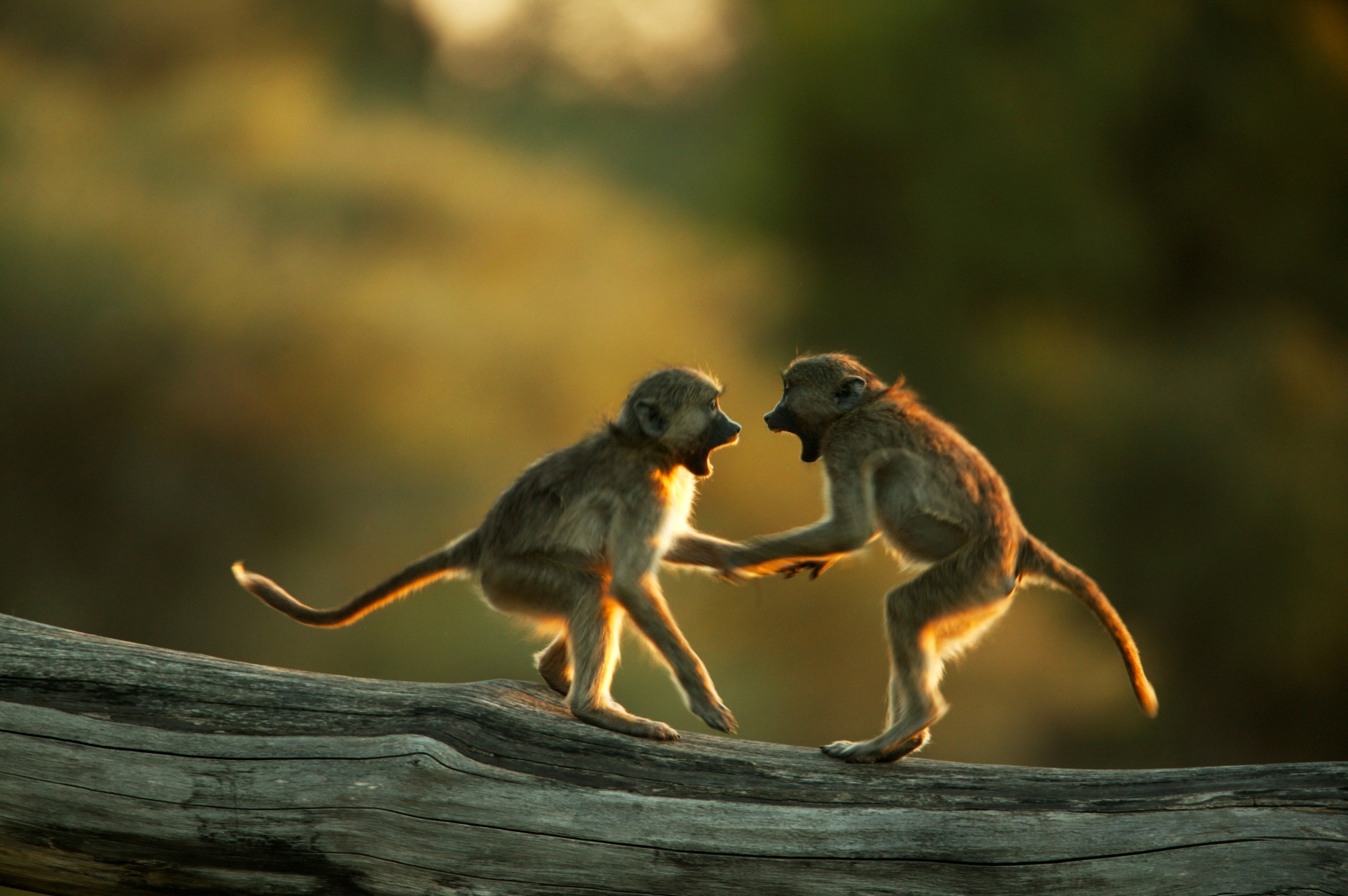 Monkeys near Selinda Camp