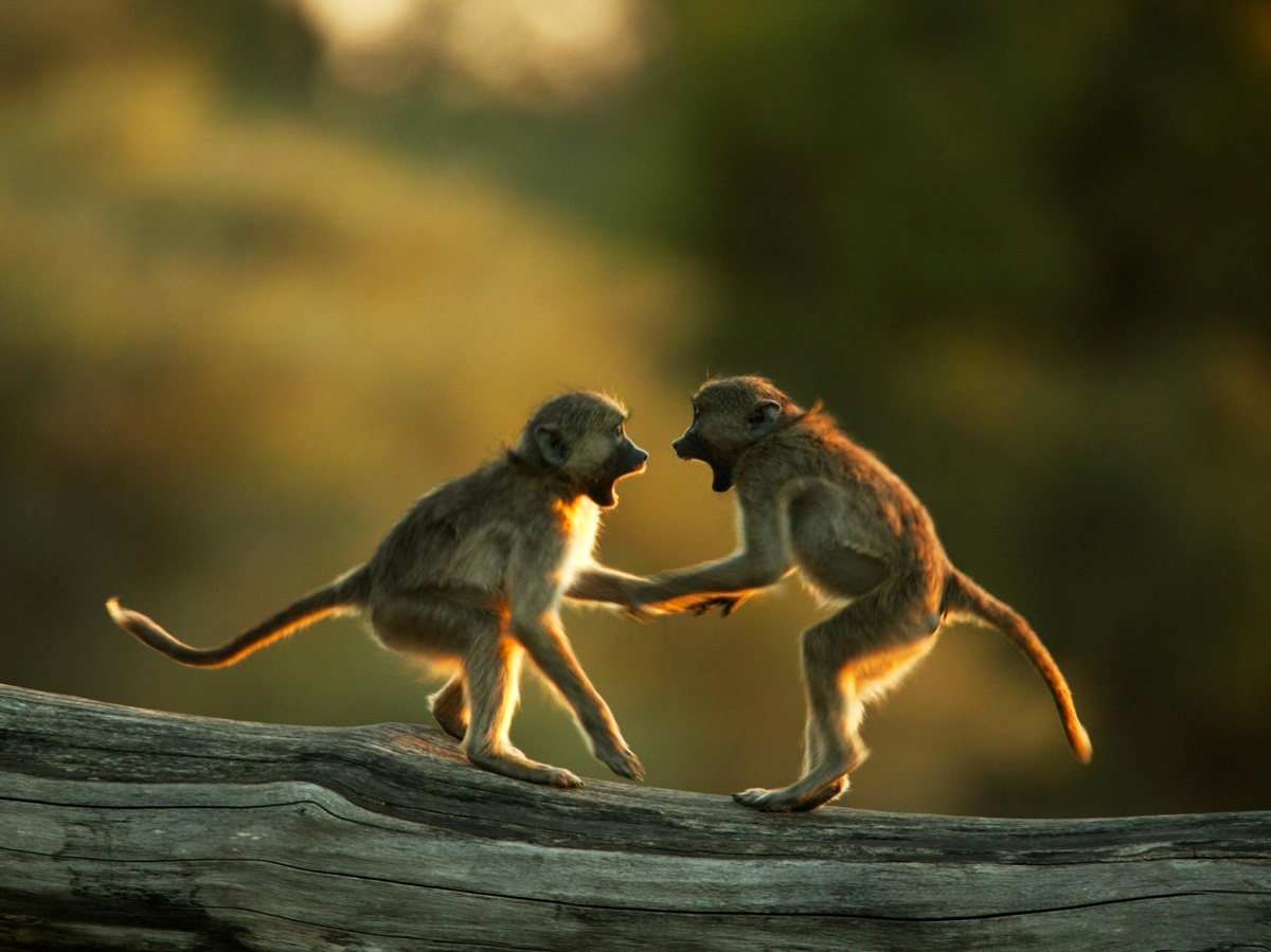 Monkeys near Selinda Camp