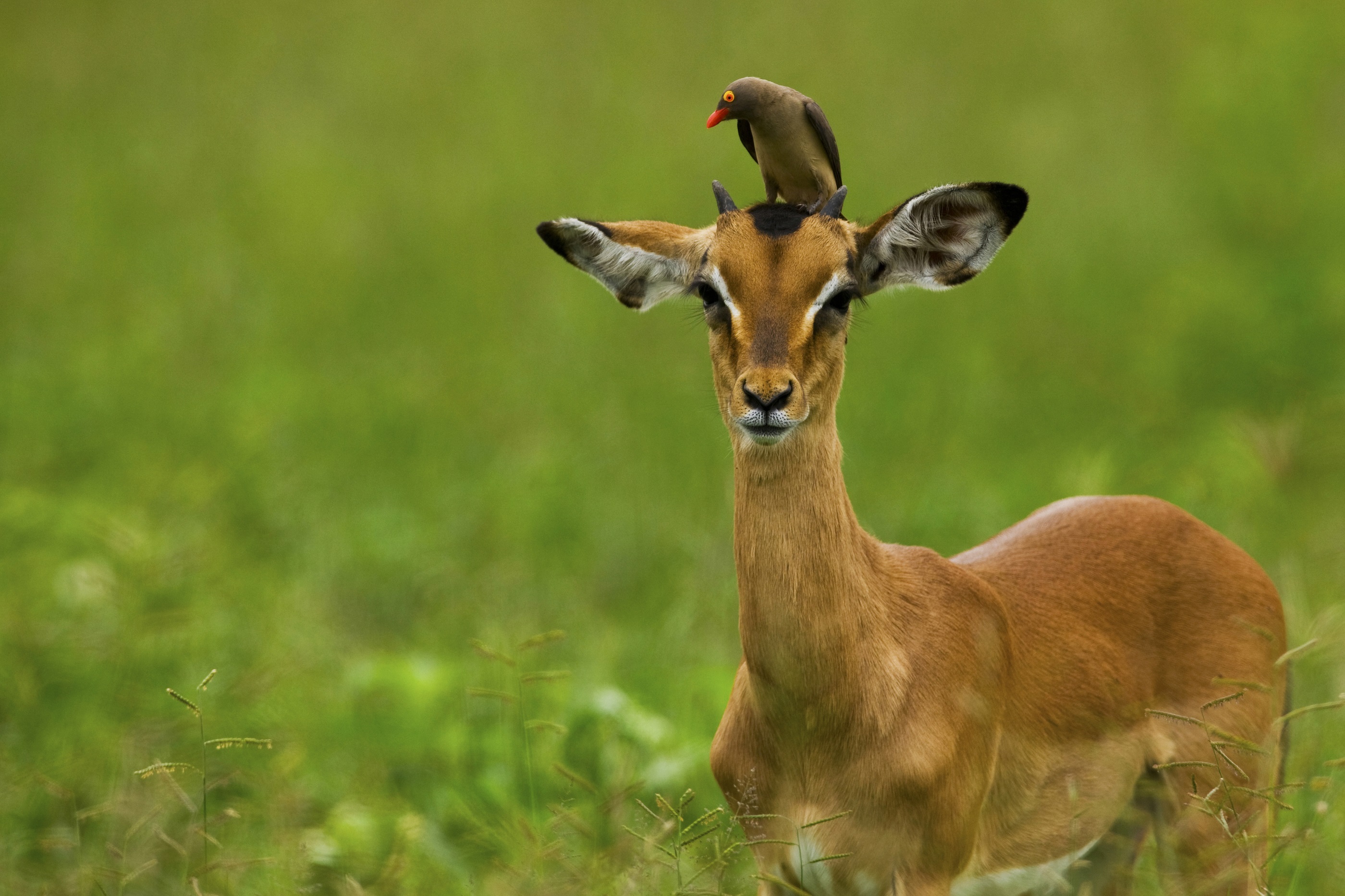 Wildlife nearSelinda Camp