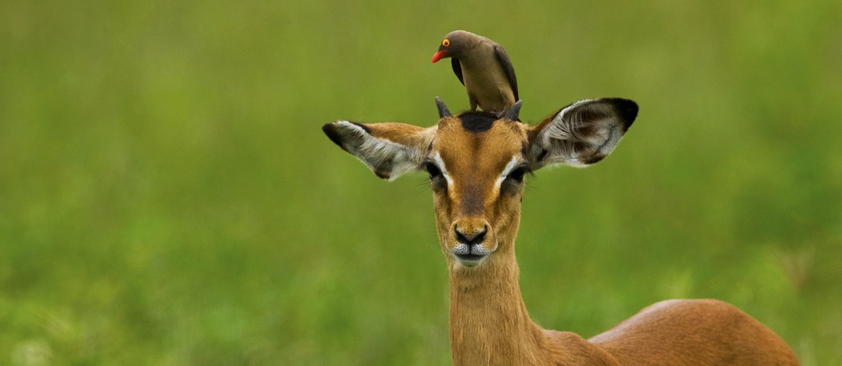Wildlife nearSelinda Camp