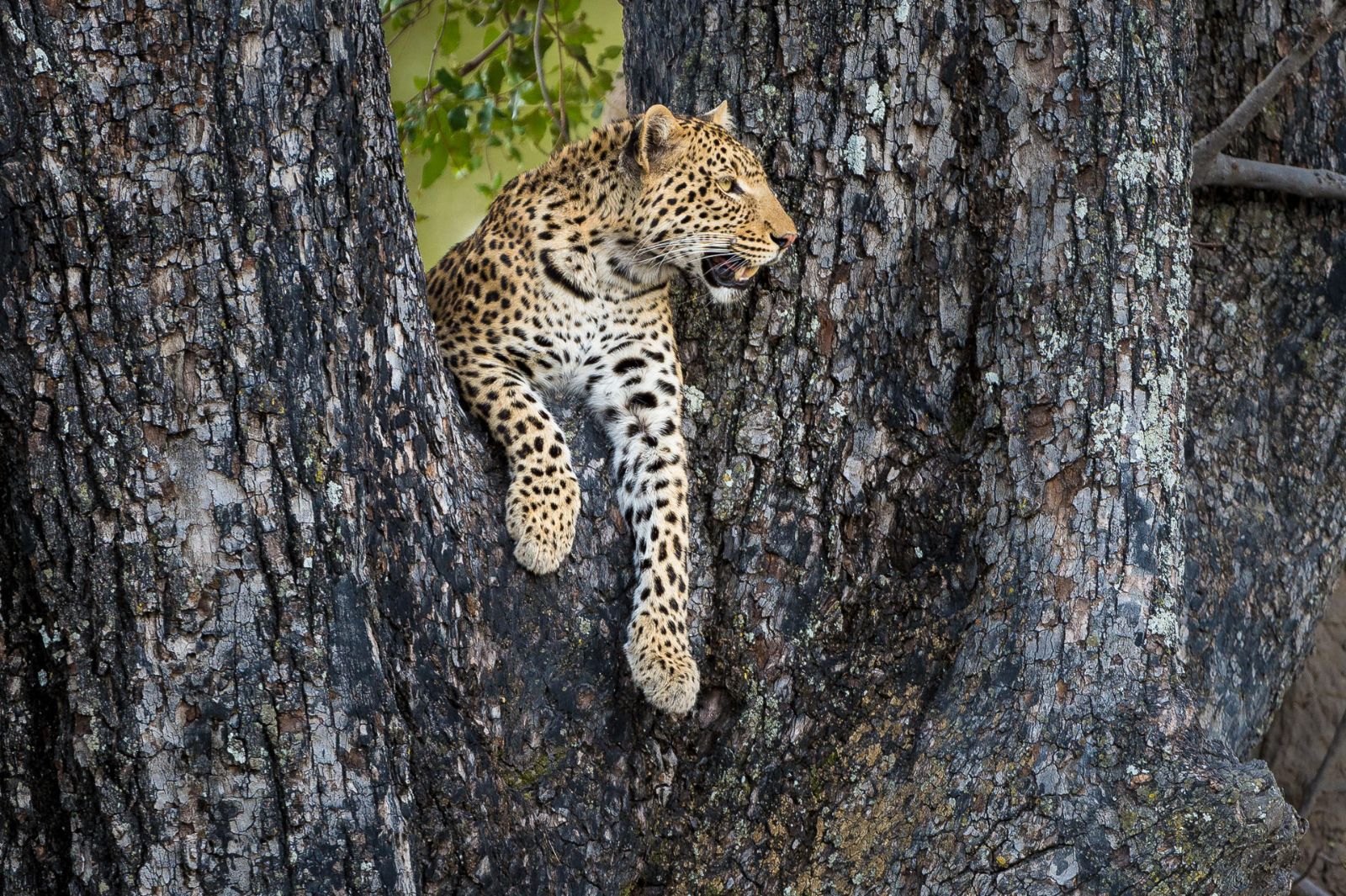 A leopard spotted on the grounds of Vimbura Plains in the Okavango Delta in Botswana
