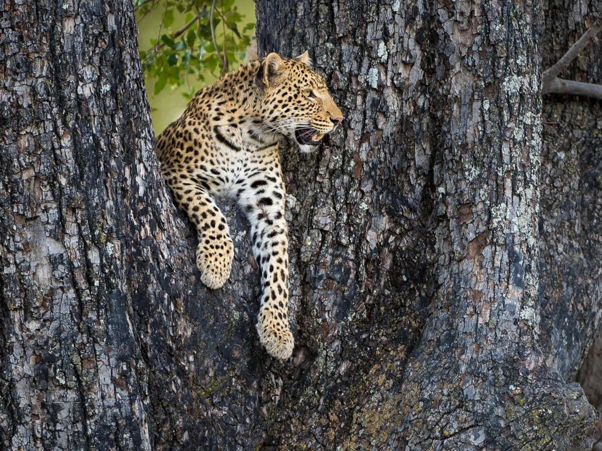 A leopard spotted on the grounds of Vimbura Plains in the Okavango Delta in Botswana