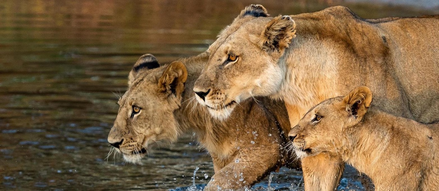 Lions spotted on the grounds of Vimbura Plains in the Okavango Delta in Botswana