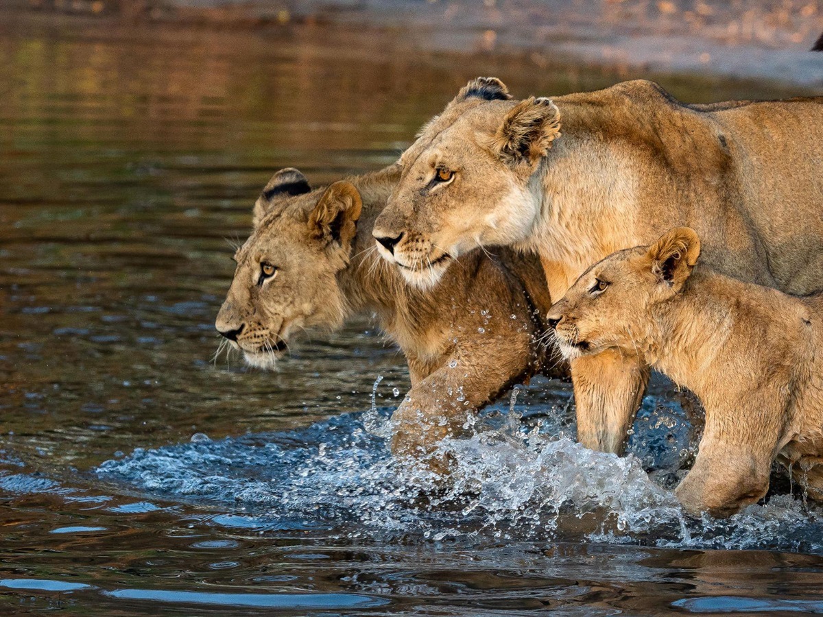 Lions spotted on the grounds of Vimbura Plains in the Okavango Delta in Botswana