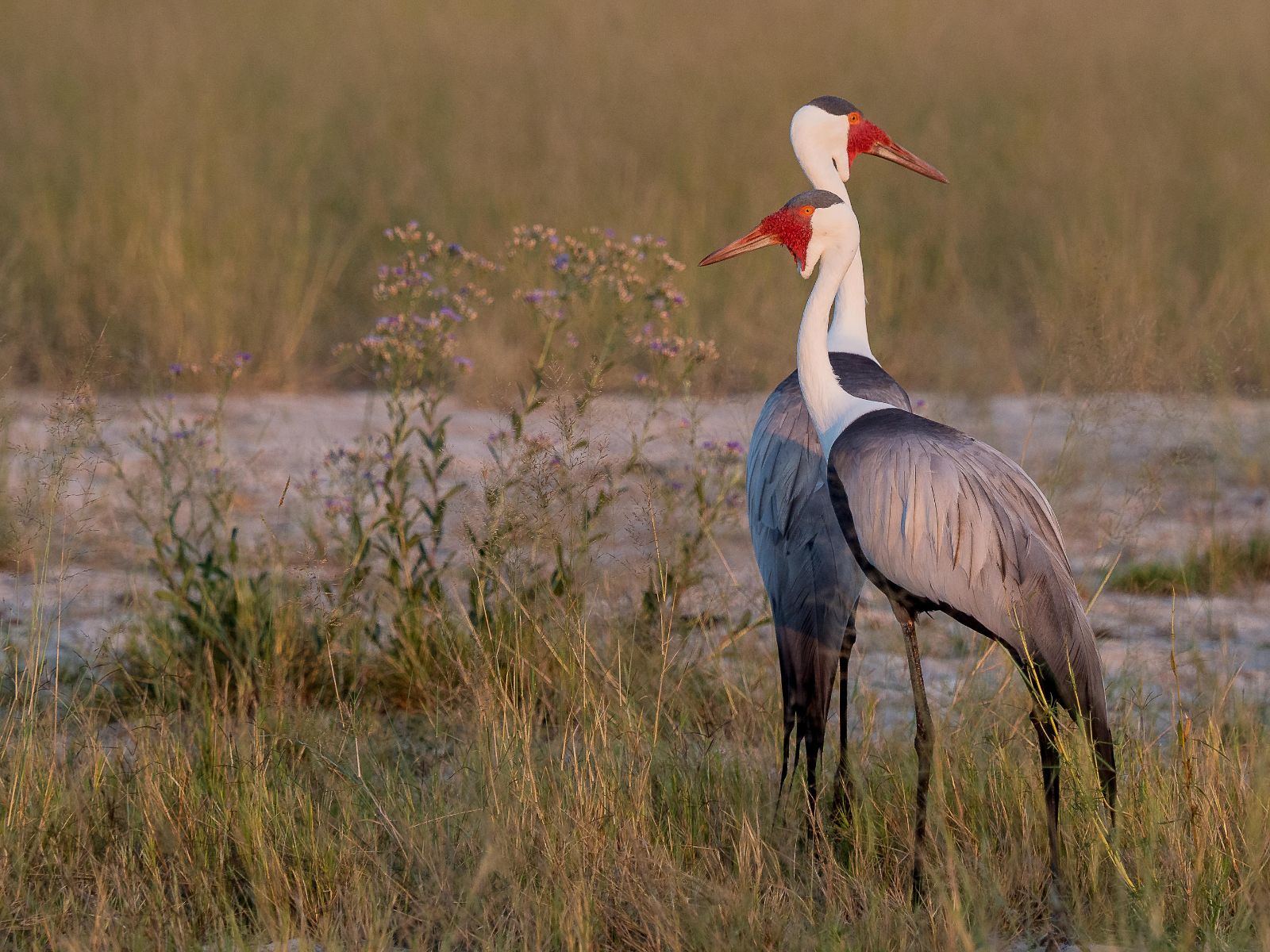Wattled crane spotted on the grounds of Vumbura Plains in the Okavango Delta in Botswana