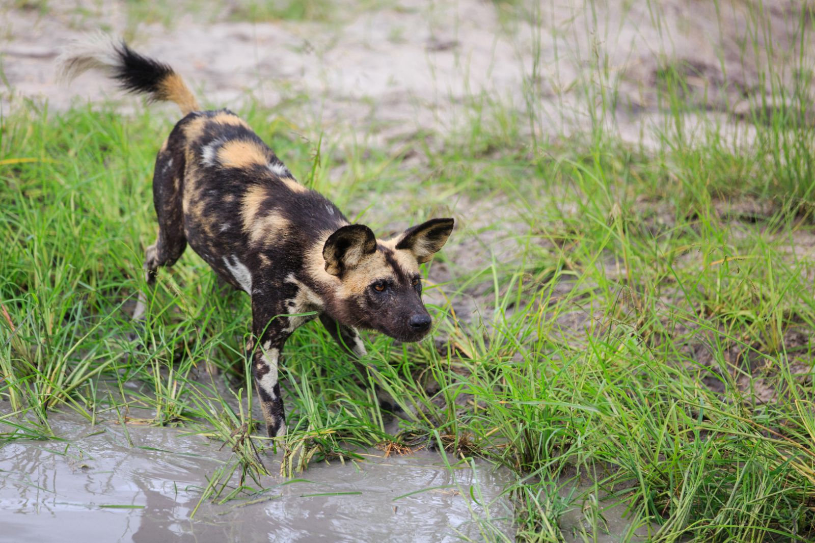 Wild dog spotted on the grounds of Vumbura Plains in the Okavango Delta in Botswana