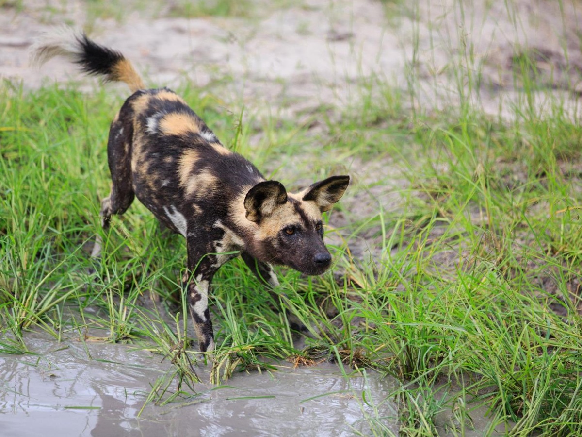 Wild dog spotted on the grounds of Vumbura Plains in the Okavango Delta in Botswana