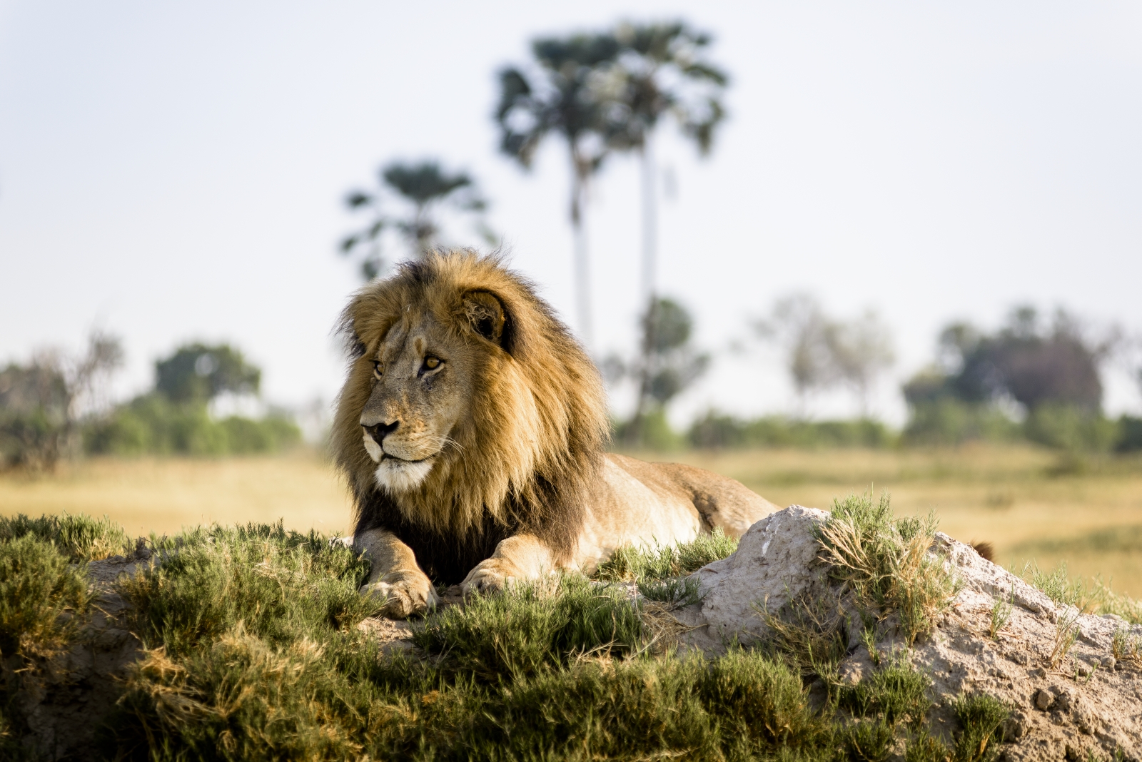 Lion in the Okavango Delta