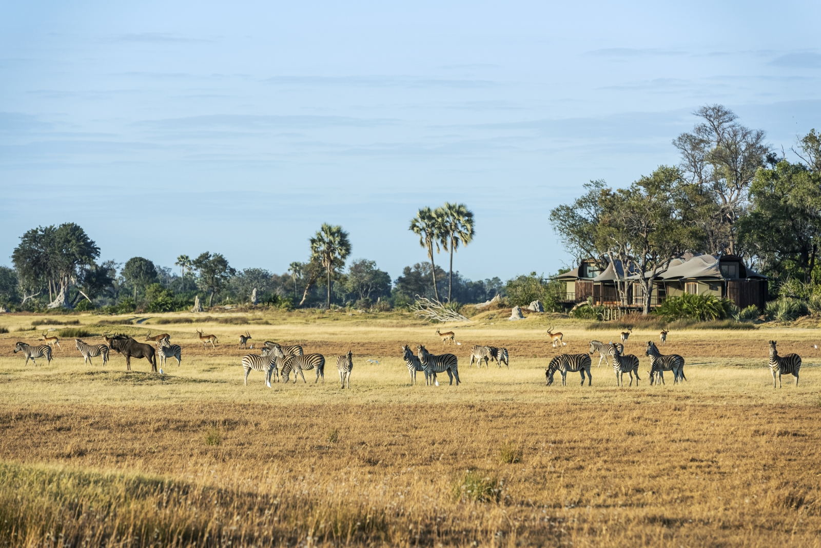 A herd of zebras, wildebeest and other antelope in front of luxury safari camp Xigera in the Okavango Delta, Botswana