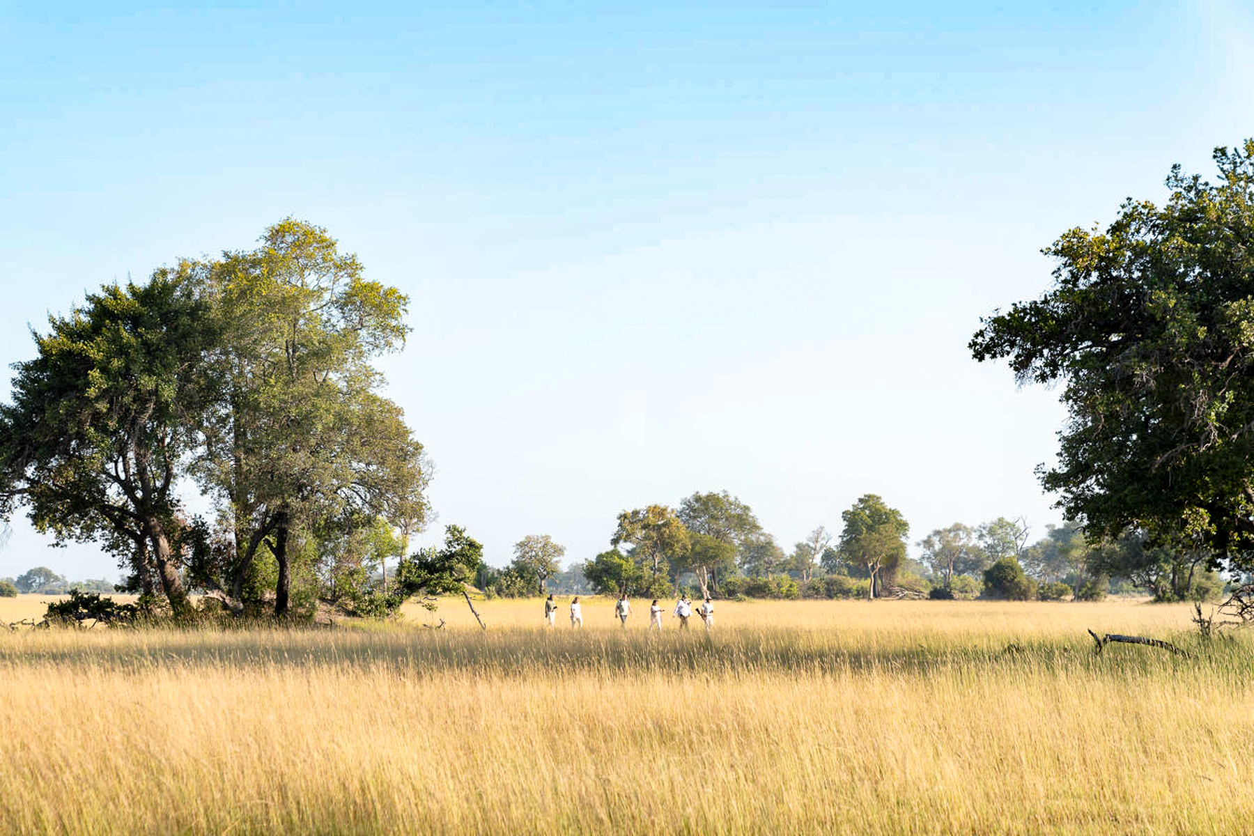 A bush walk near Xugana Island Lodge in the Okavango Delta