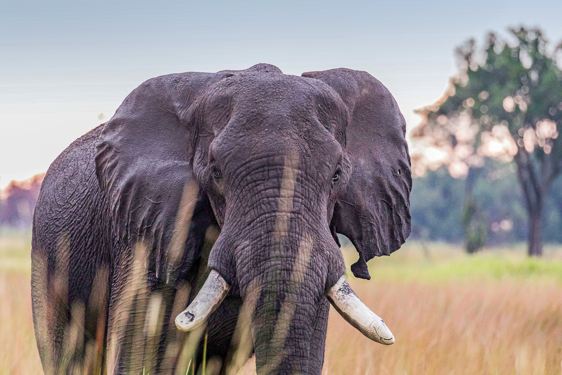 An elephant spotted near Xugana Island Lodge in the Okavango Delta