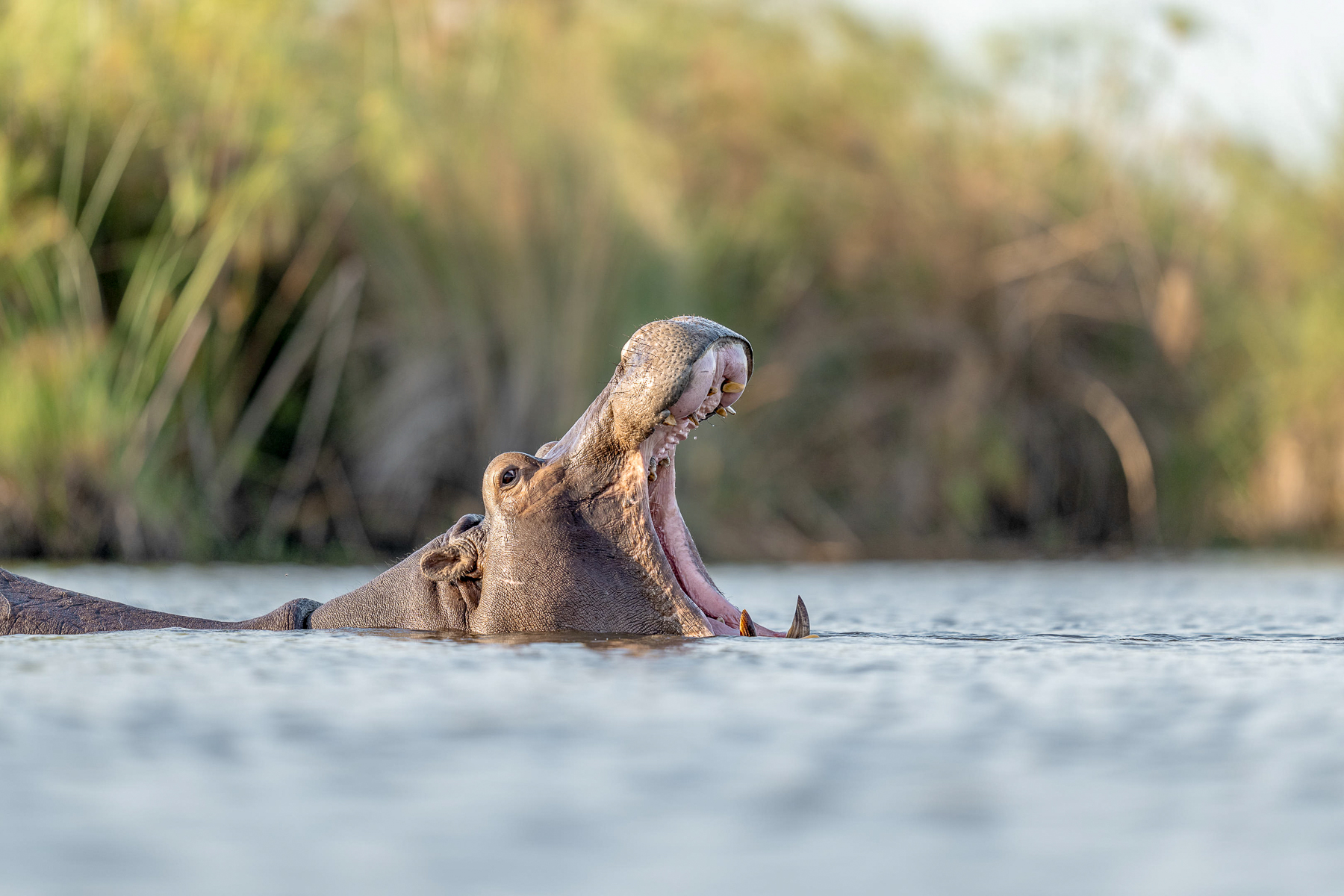 A hippo spotted on the lagoon at Xugana Island Lodge in the Okavango Delta