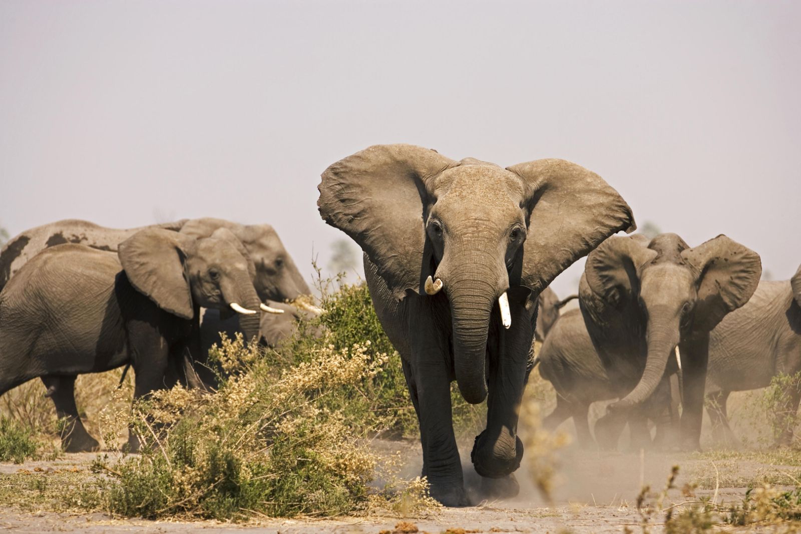 Elephants spotted on the grounds of Zafara Camp in Botswana's Selinda reserve