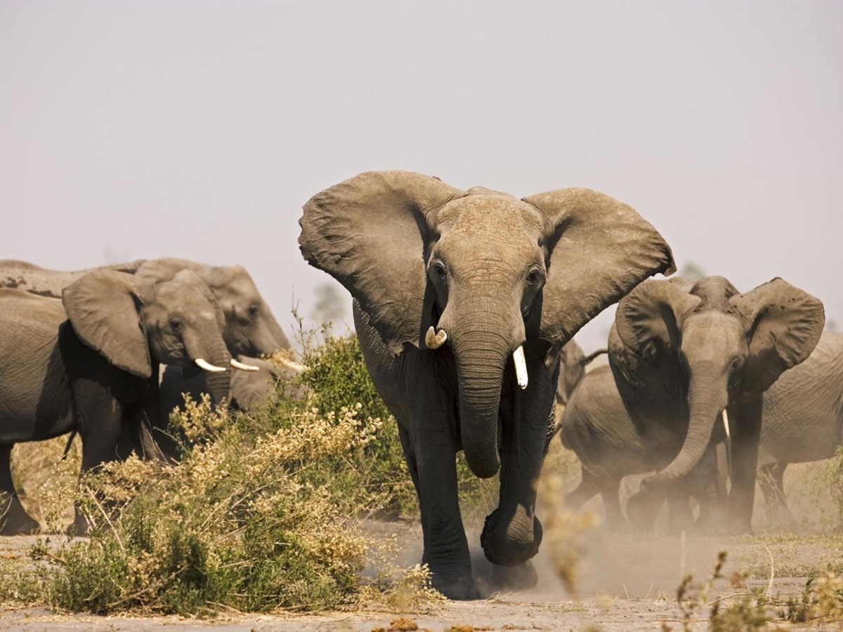 Elephants spotted on the grounds of Zafara Camp in Botswana's Selinda reserve