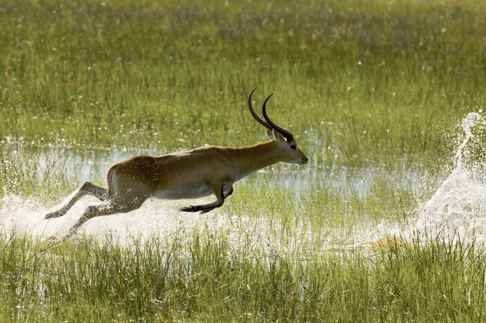 A Gazelle spotted on the grounds of Zafara Camp in Botswana's Selinda Reserve