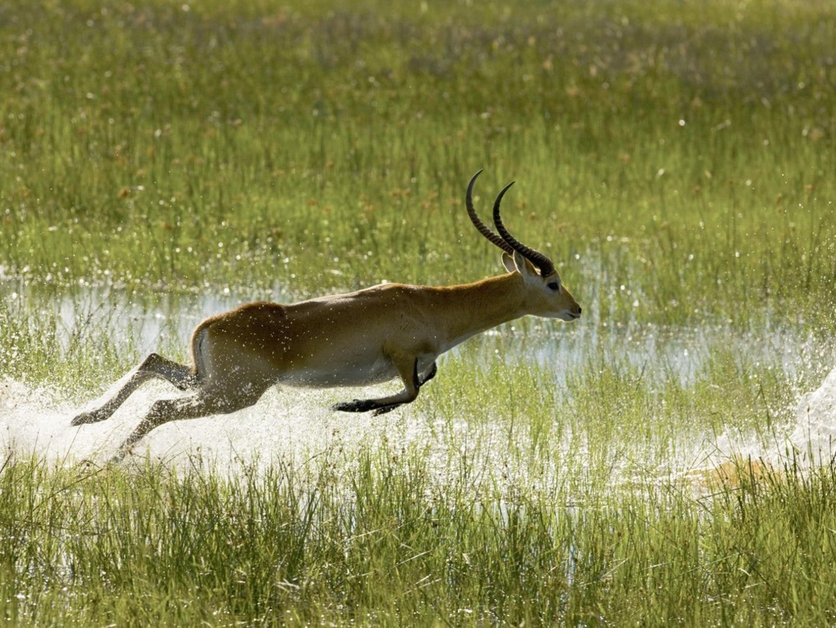 A Gazelle spotted on the grounds of Zafara Camp in Botswana's Selinda Reserve