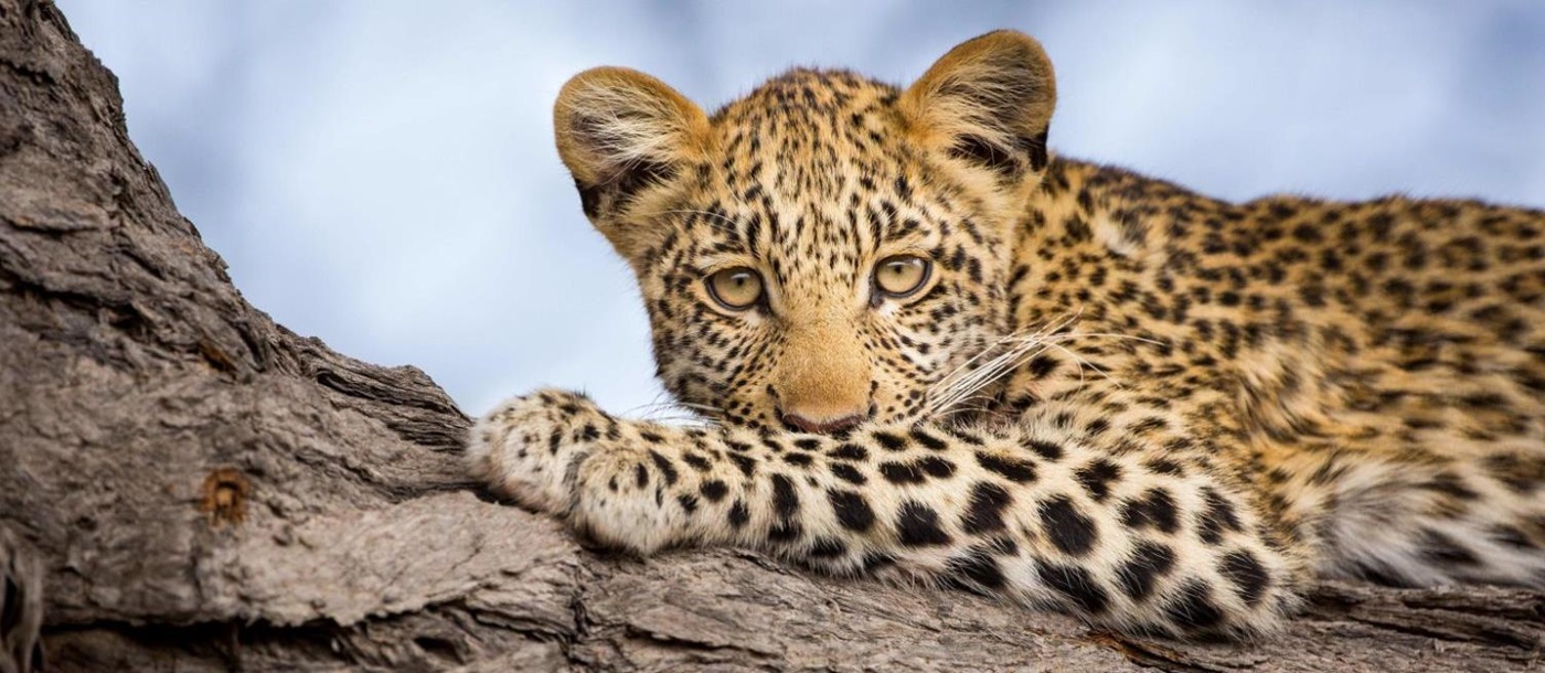 A leopard spotted on the grounds of Zafara Camp on the Selinda Reserve in Botswana