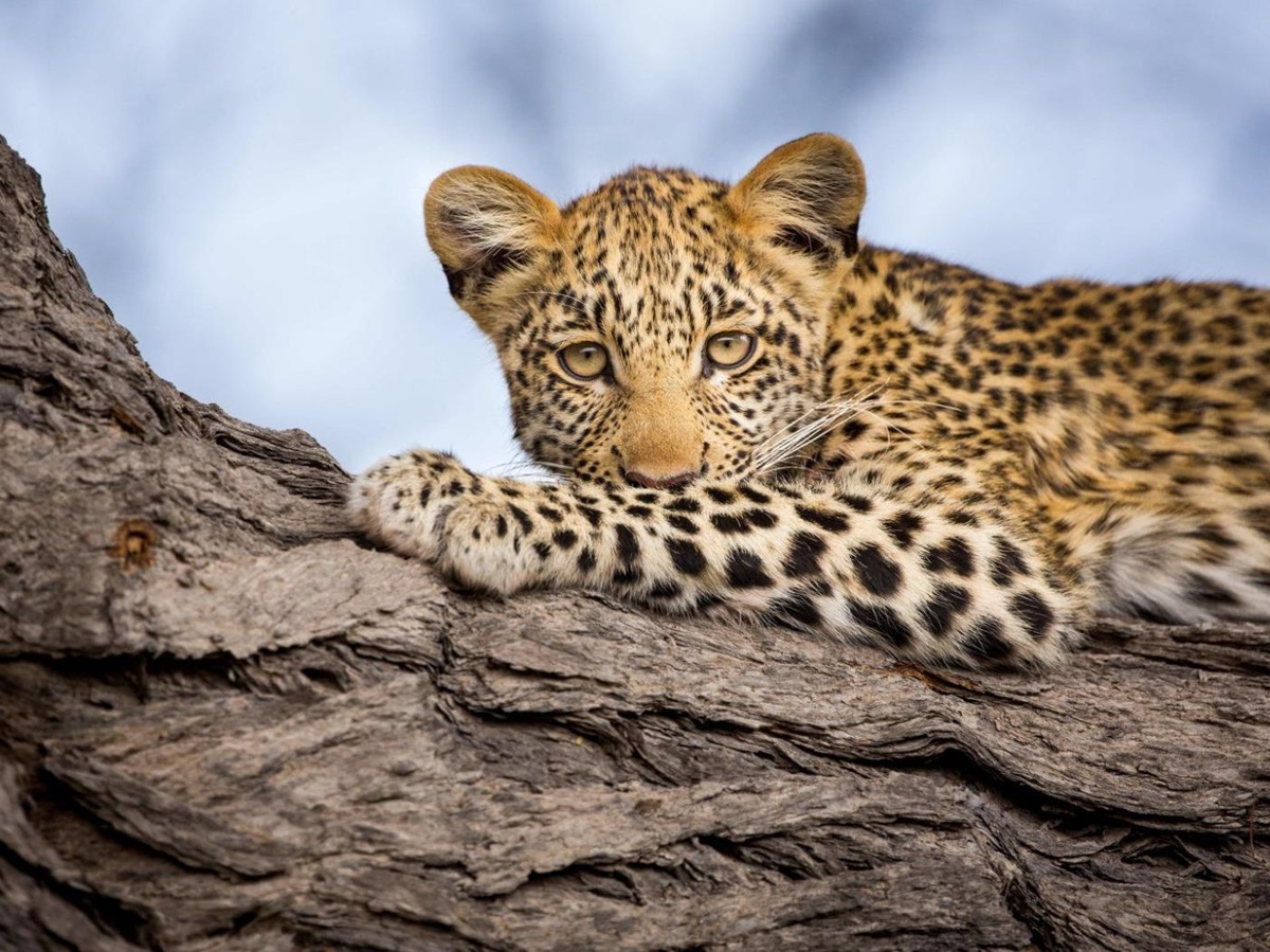 A leopard spotted on the grounds of Zafara Camp on the Selinda Reserve in Botswana