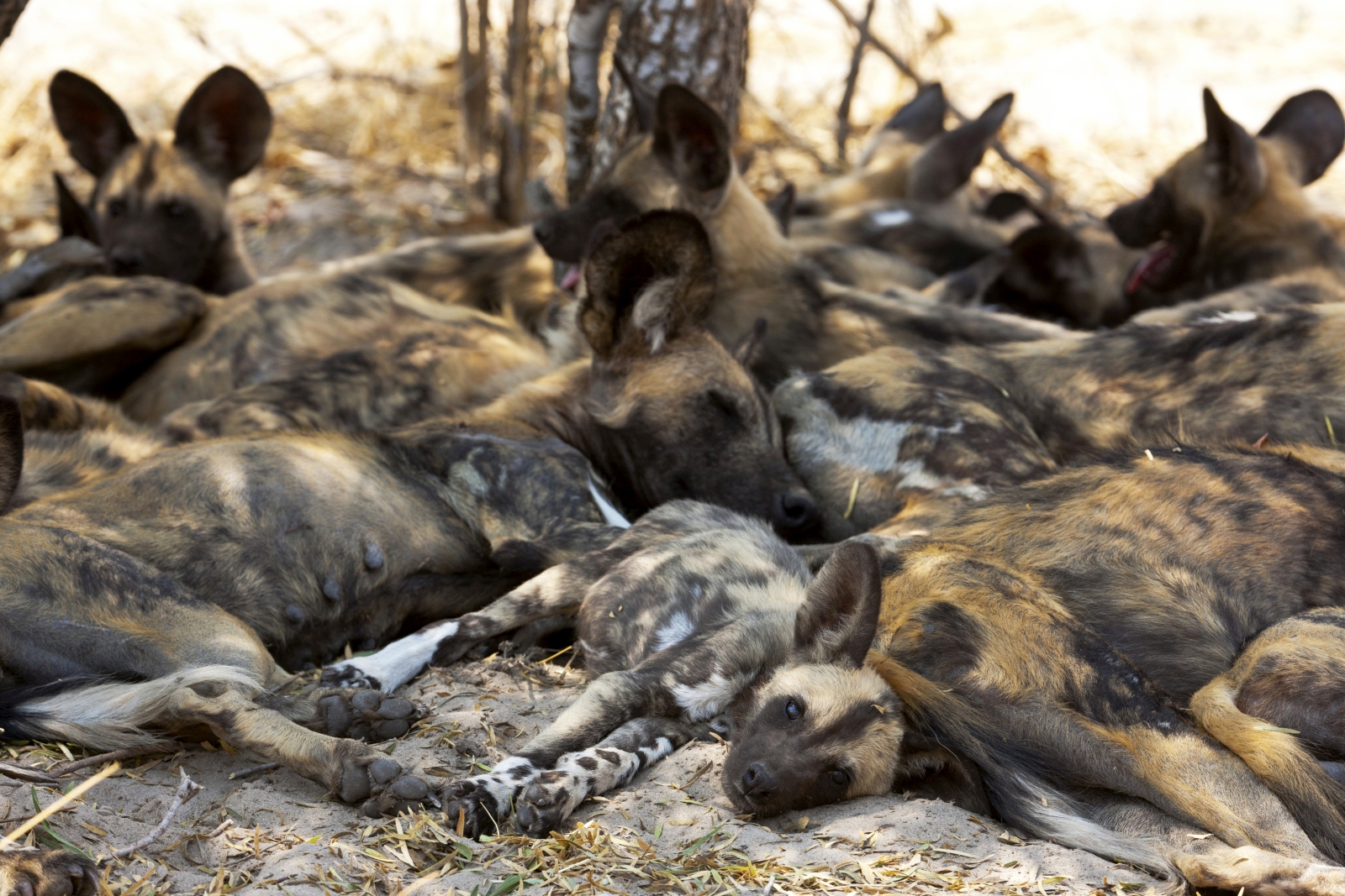 Wild dogs cuddling on the ground