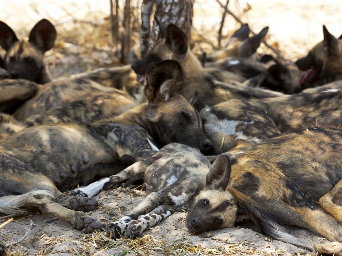 Wild dogs cuddling on the ground