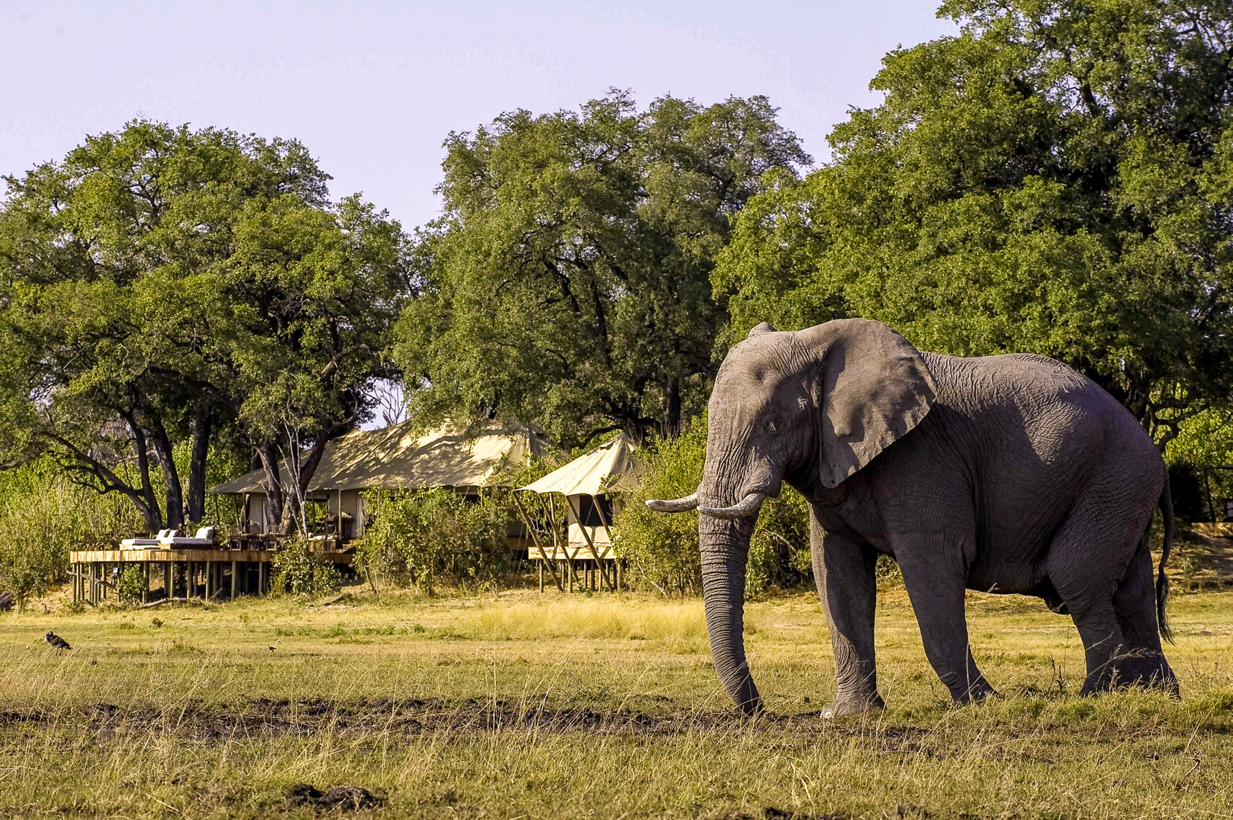 Elephant seen on the grounds of Zarafa Camp in Botswana