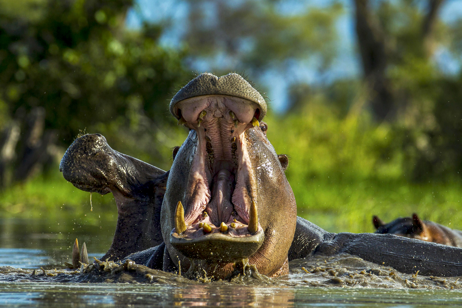 Hippo spotted near Zarafa Camp in the Okavango Delta
