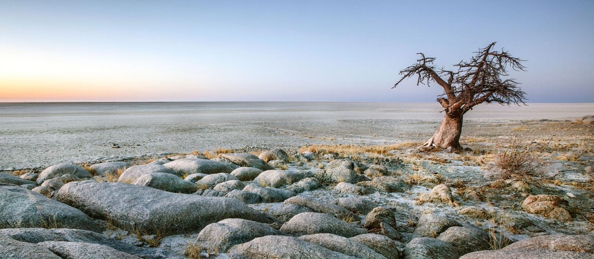 A baobab tree in the Salts Pans of Botswana