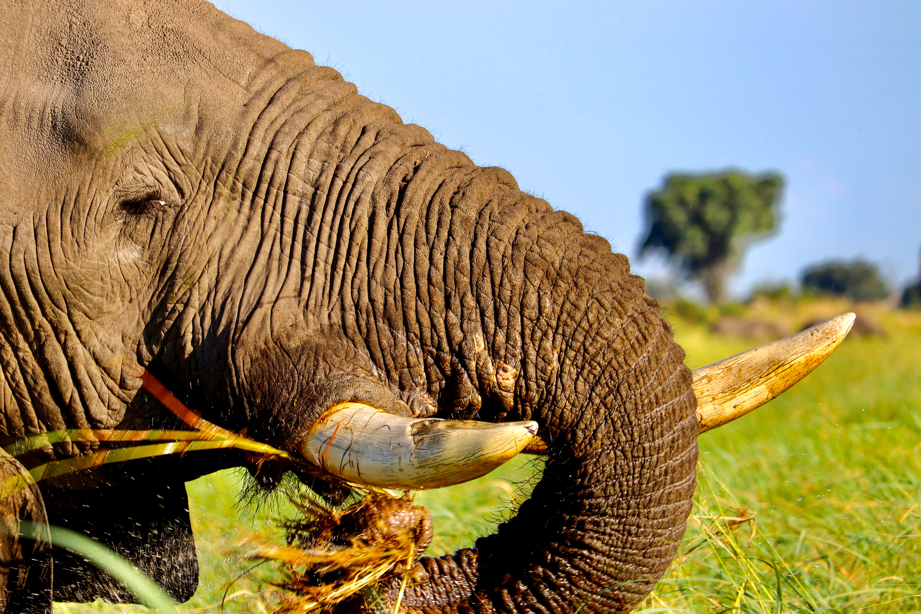 An elephant feeding in Botswana