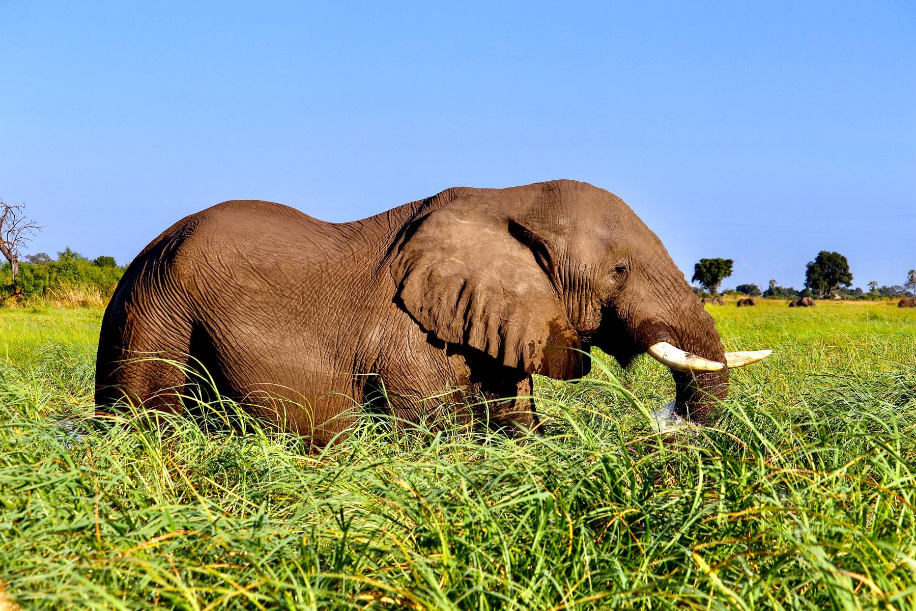An elephant in the Okavango Delta