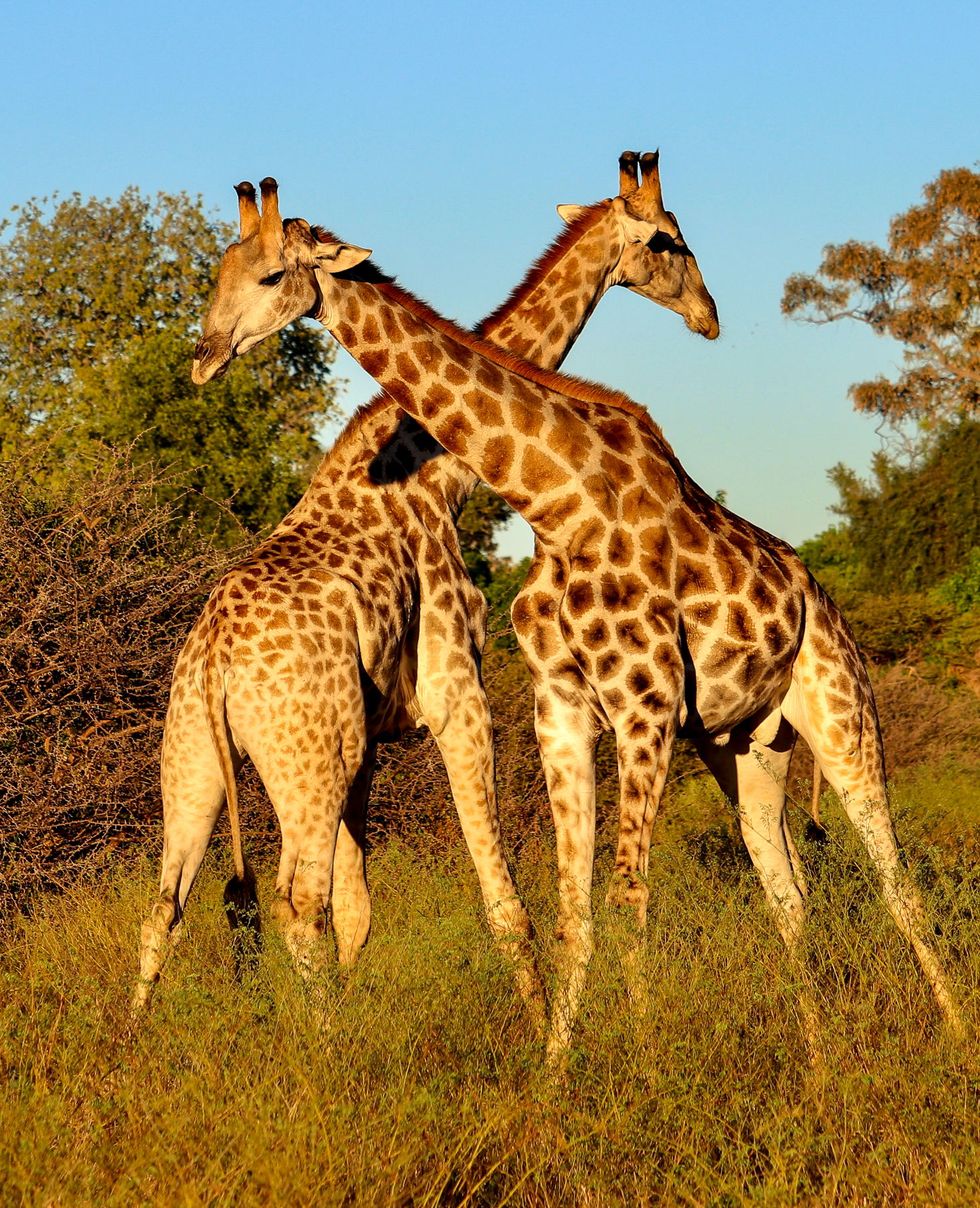 Two giraffes spotted on safari in Botswana