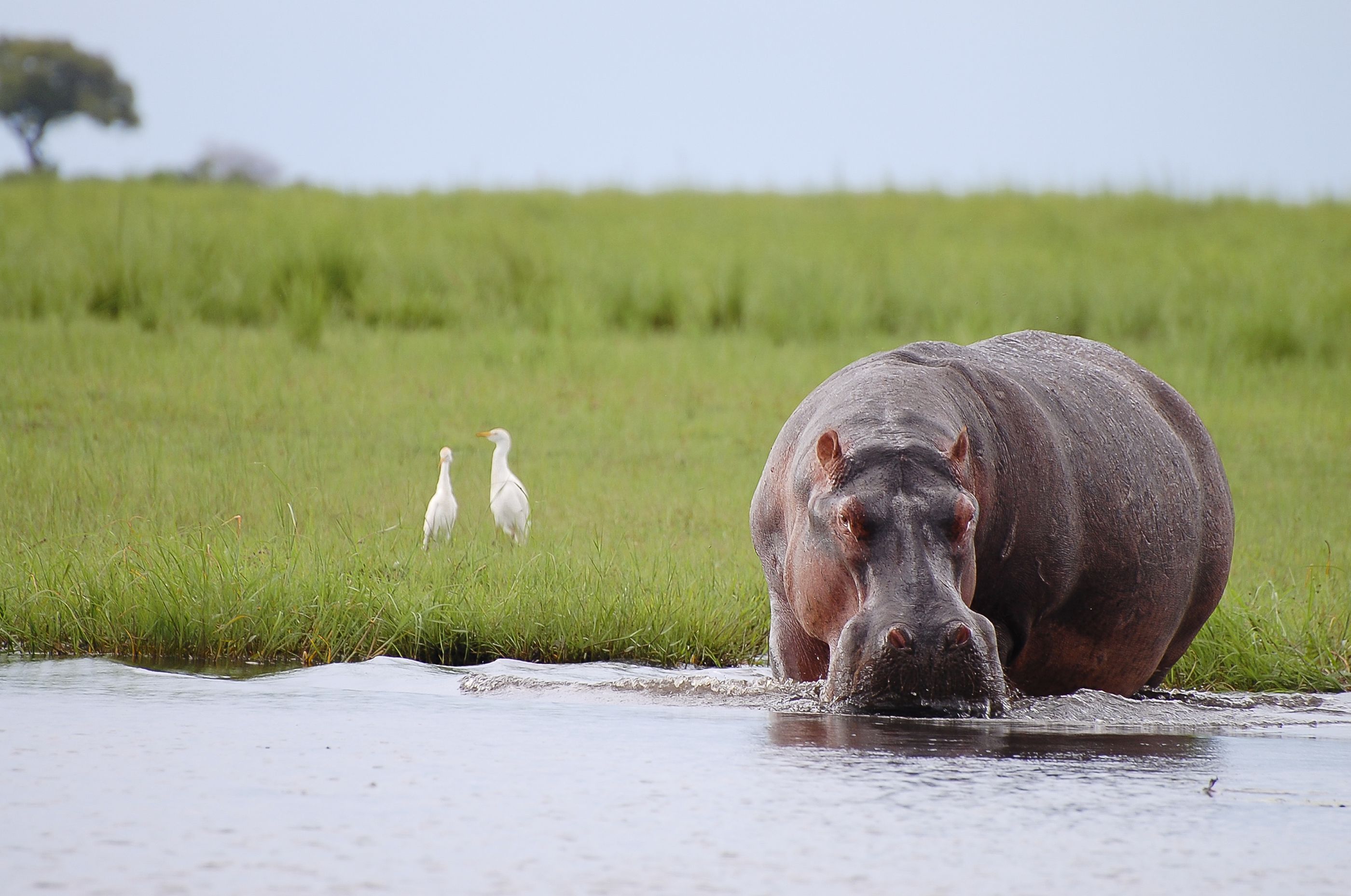 A hippo in Chobe National Park, Botswana