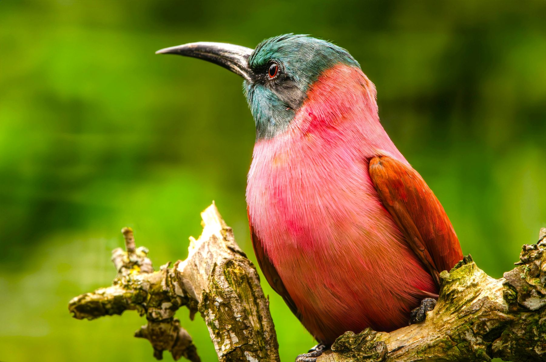 Carmine bee-eater spotted in Botswana