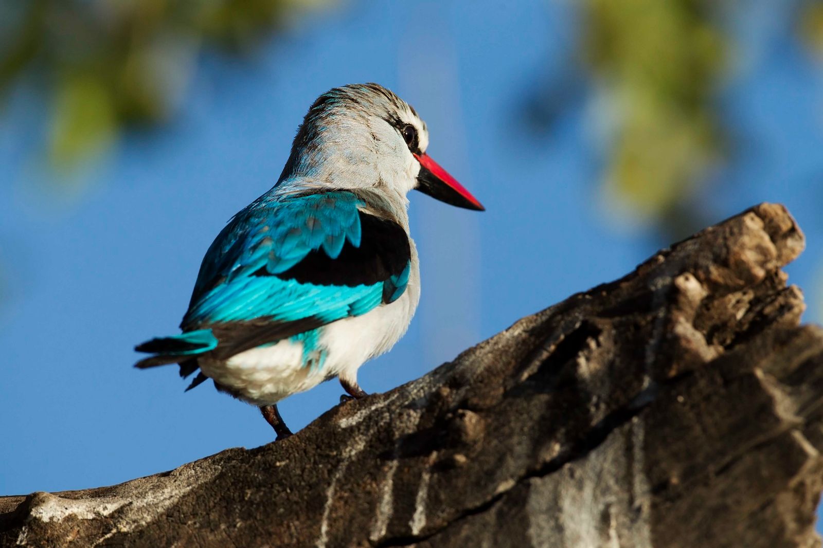 Bird watching in Botswana