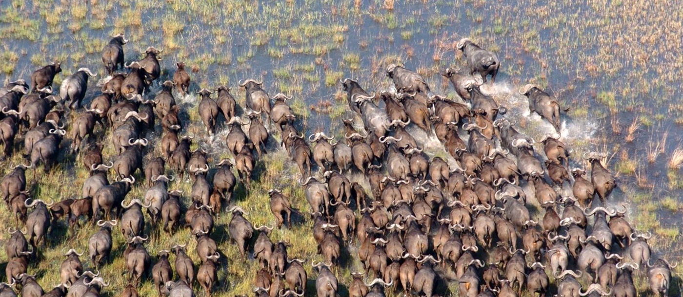Buffalo herd in the Okavango Delta, Botswana