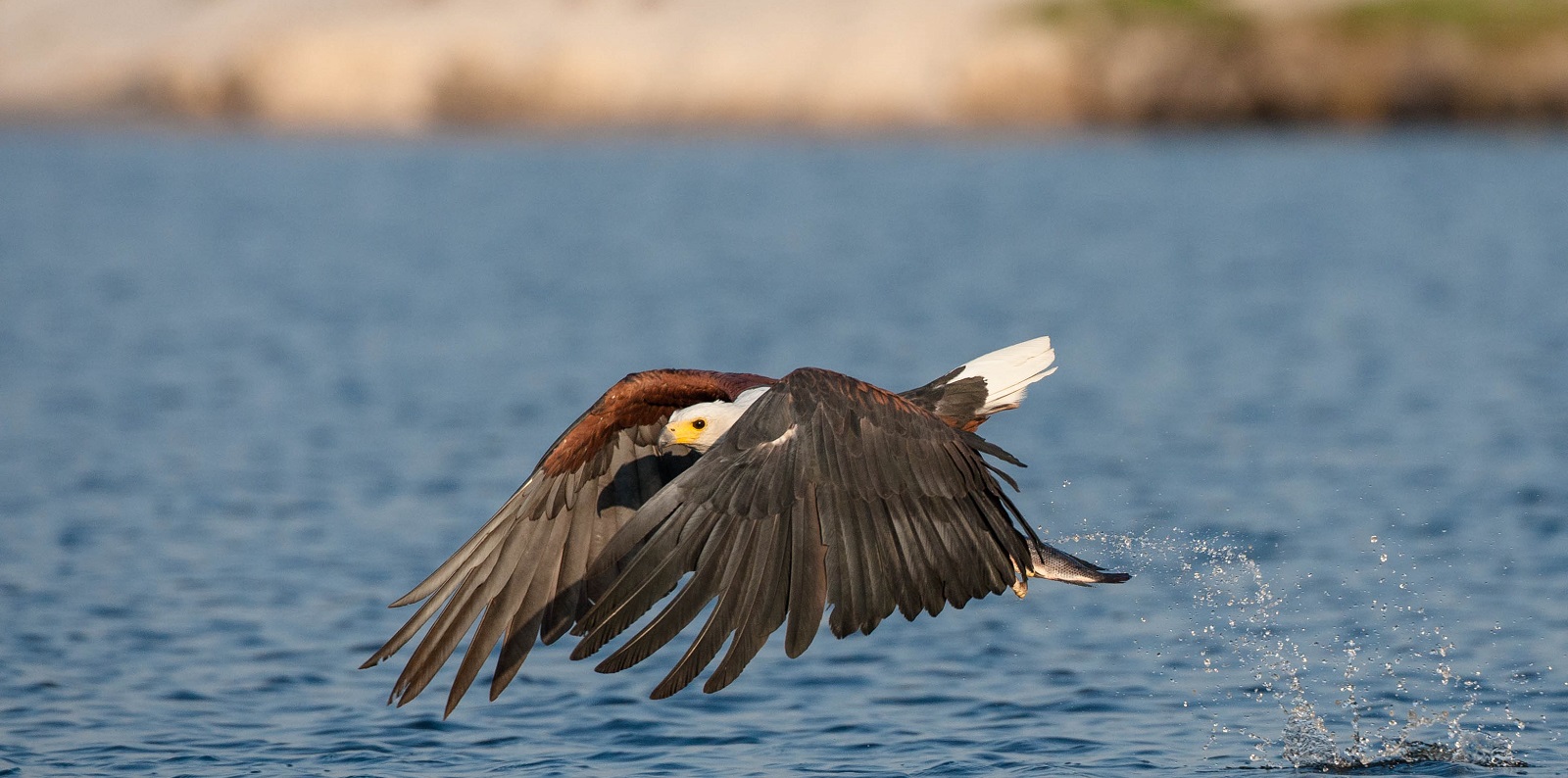 Fish Eagle, Africa