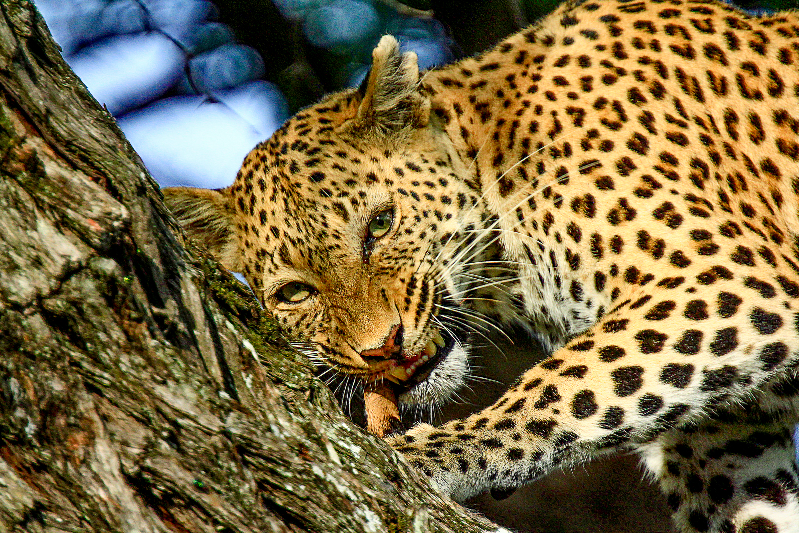 A leopard spotted on a game drive in the Okavango Delta by guests of Kwando's Lebala Camp