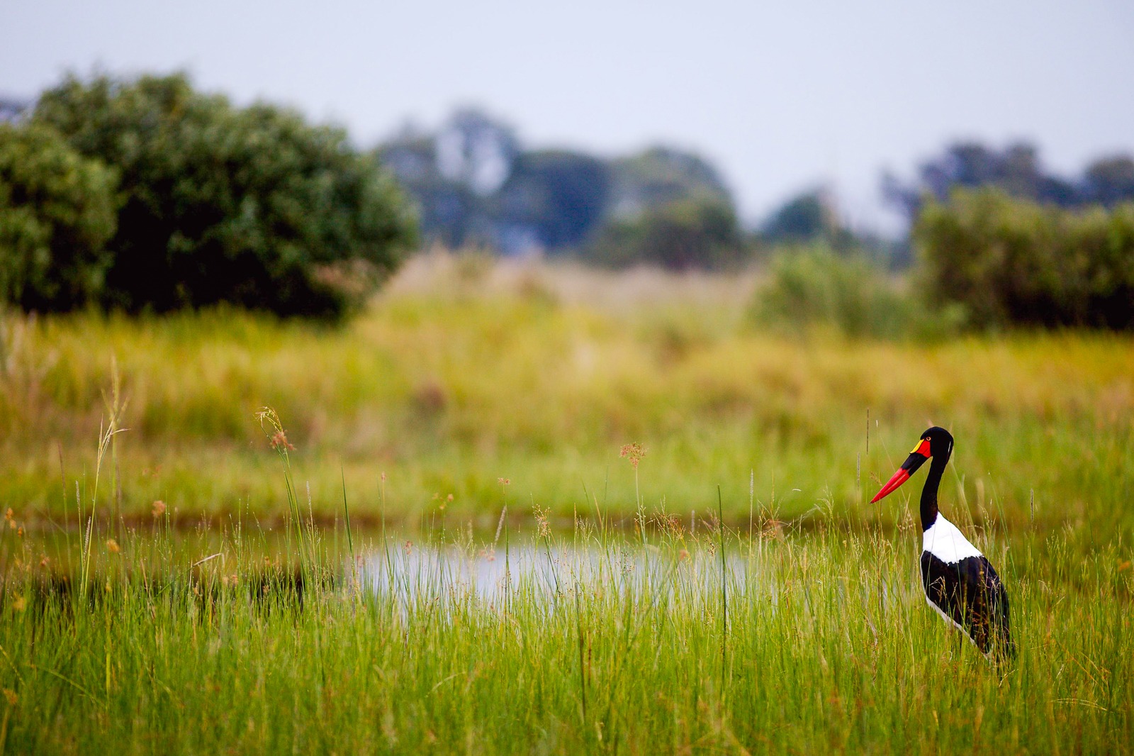 A saddle-billed stork in the Okavango Delta viewed by guests of Kwando's Lebala Camp