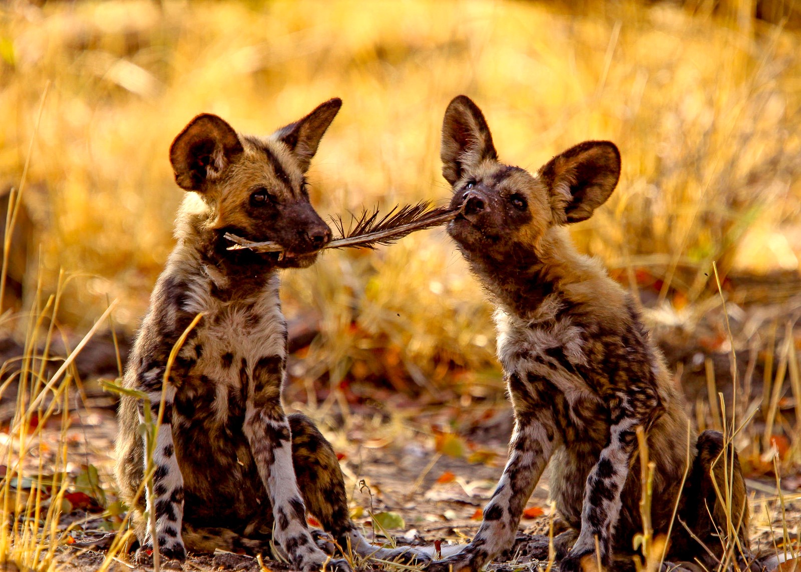 Wild dogs spotted in the Okavango Delta by guests of Kwando's Lebala Camp