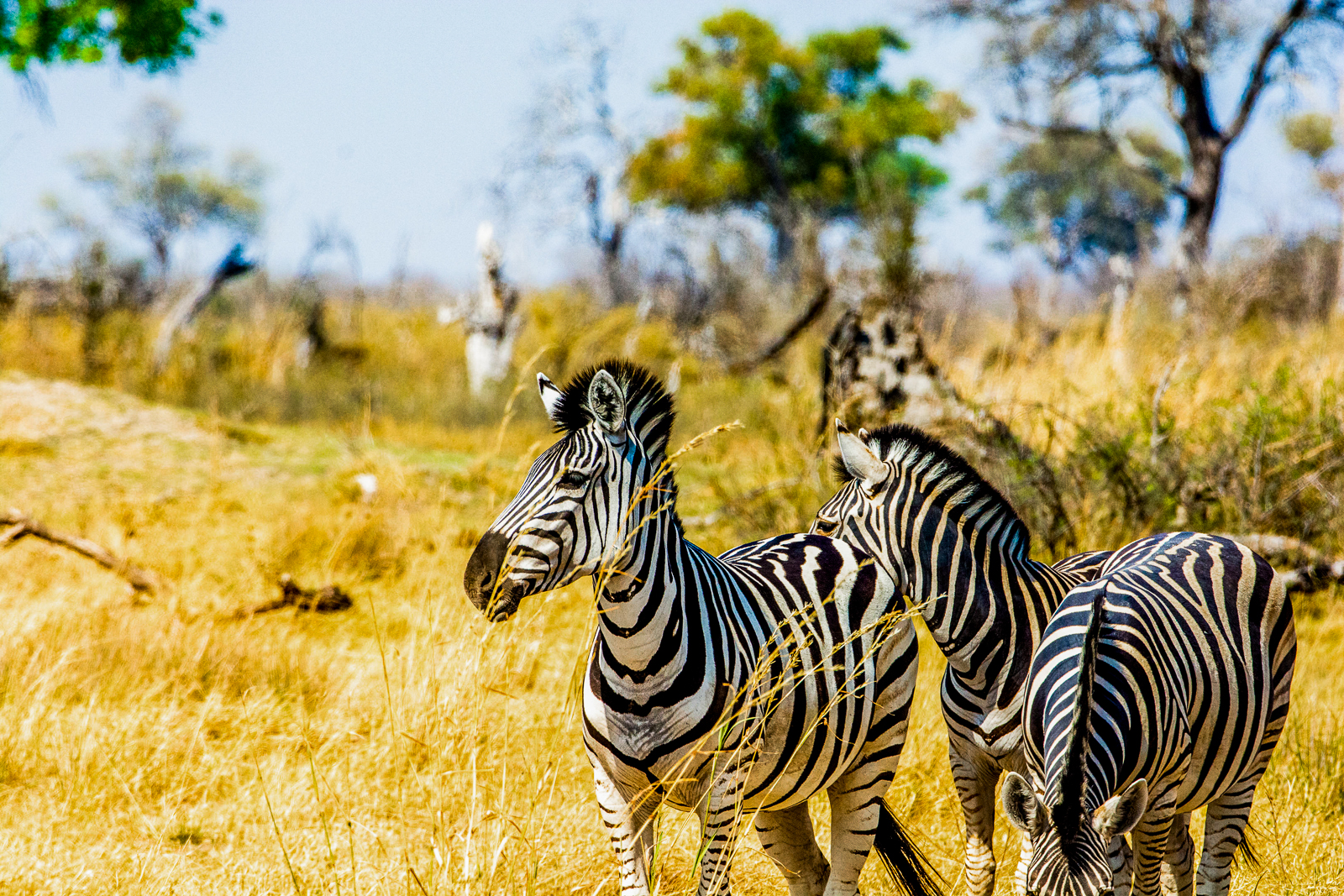 Zebras spotted in the Okavango Delta by guests of Kwando's Lebala Camp