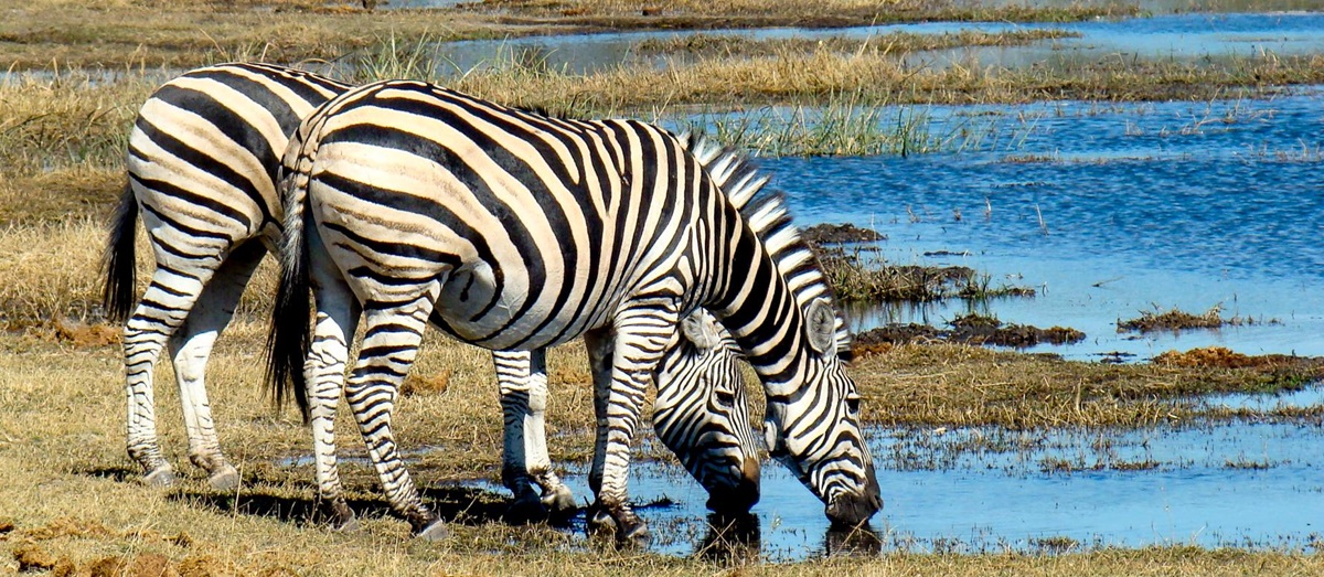 Zebras drinking from the Linyanti
